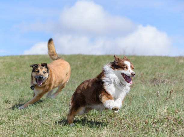Happy dogs running freely with pretty clouds behind stock photo