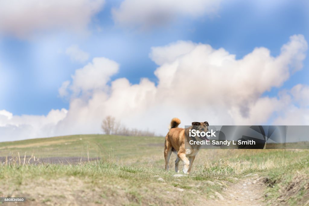 Elderly mixed breed healthy dog running on hillside. Dramatic blue sky with fluffy white clouds on a Calgary Spring day. Outdoor fun and freedom with canine companions Canada Stock Photo