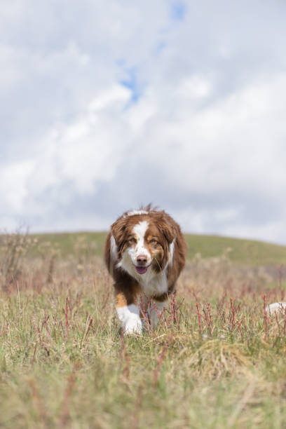 Healthy dog grins while walking toward camera on a beautiful day stock photo
