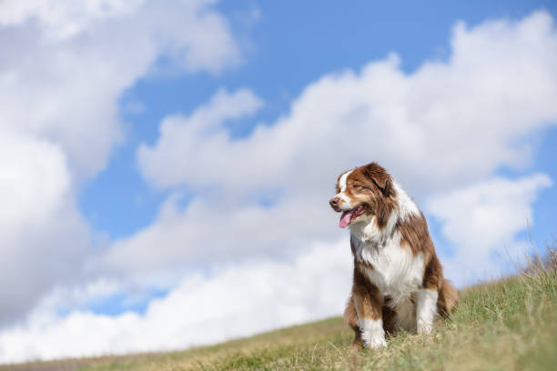 Uplifting Spring scene with dog looking at the view stock photo