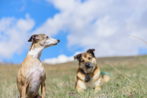 Italian greyhound looks to the side with dog and sky behind him stock photo
