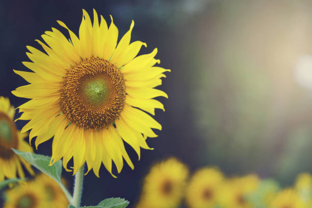 istock Field of sunflowers. 680835390