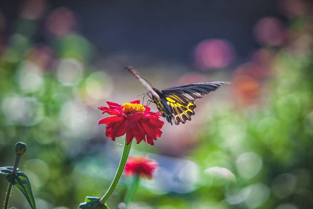 Butterfly on red zinnia flower under sunlight or daylight. ( The Golden Birdwing ) Butterfly Common Birdwing Troides helena cerberus of Thailand isolated on natural background.
