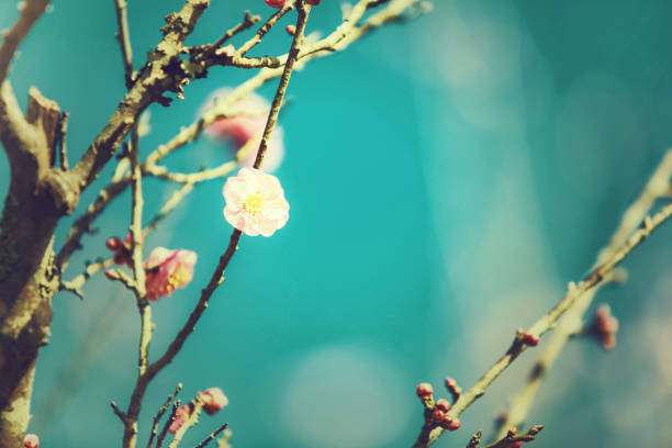 Soft focus Cherry Blossom or Sakura flower on nature, blue sky background