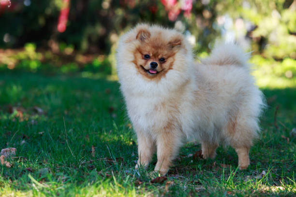 istock Beautiful Pomeranian dog 680838478
