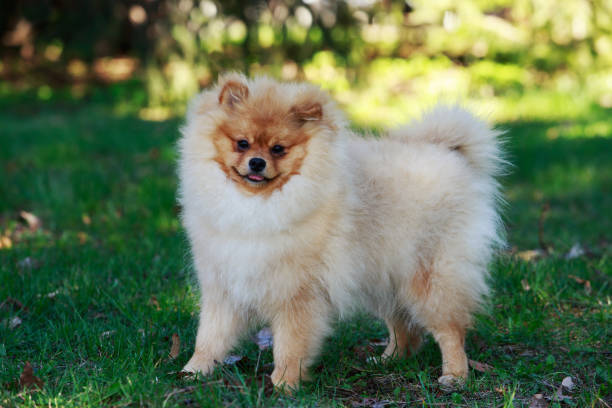 istock Beautiful Pomeranian dog 680839902