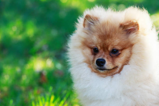 istock Beautiful pomeranian dog 680839952