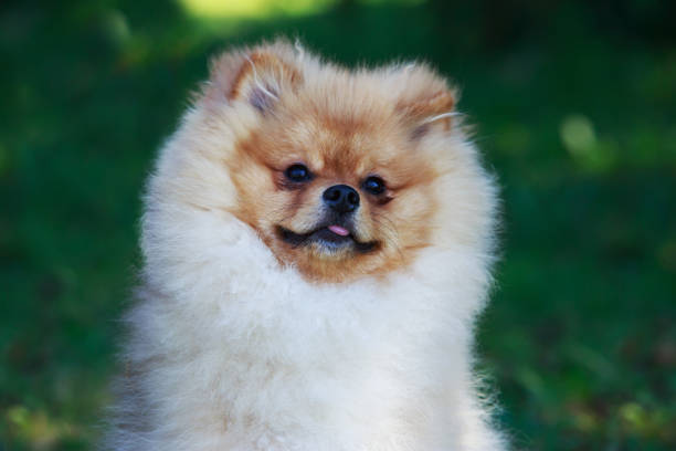 istock Beautiful Pomeranian dog 680839968