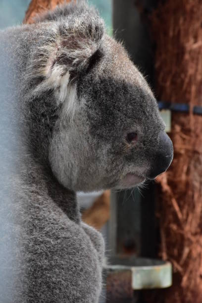 koala visage triste - cinereous photos et images de collection