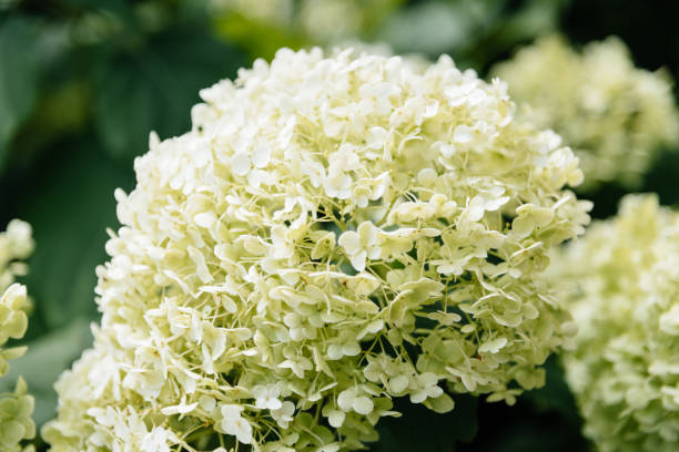 istock Hydrangea is a snowball shaped flower which looks like a white cotton candy on a stick. 680846230