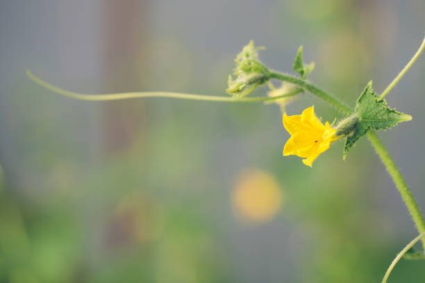 istock cucumber in the garden. flowering cucumber 680846900