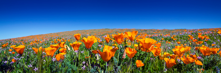 Wild California Poppies at Antelope Valley California Poppy Reserve