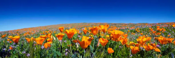Photo of Wild California Poppies at Antelope Valley California Poppy Reserve