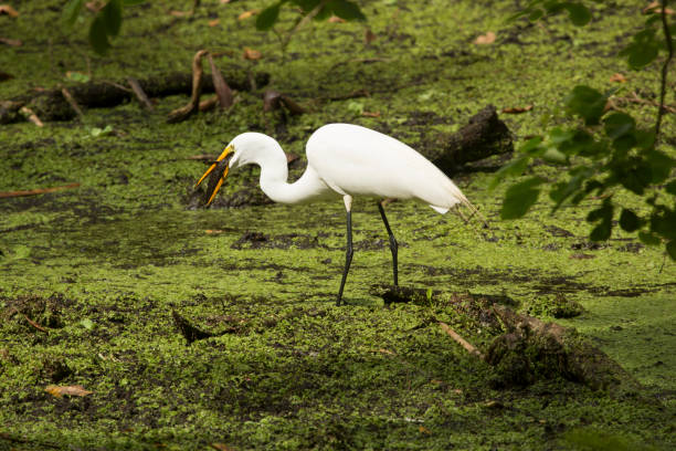 Great egret standing with a fish in its bill, Florida. Side view of a Great egret, Ardea alba, standing in the water with a bullhead catfish in its bill at Corkscrew Swamp in the Florida Everglades. bullhead fish stock pictures, royalty-free photos & images