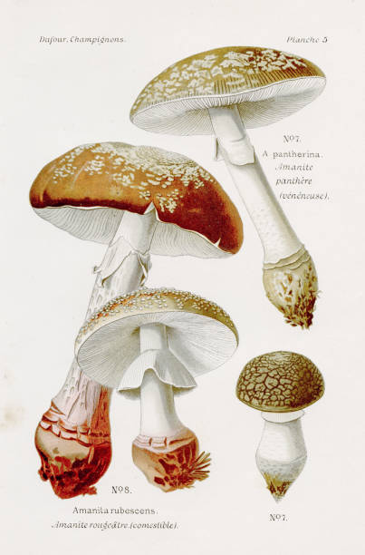 Amanite mushroom, 1891 Atlas des Champignons, L. Dufour 1891 amanita rubescens stock illustrations