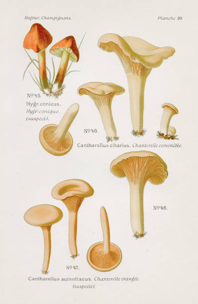 illustrations, cliparts, dessins animés et icônes de champignon chanterelle 1891 - chanterelle