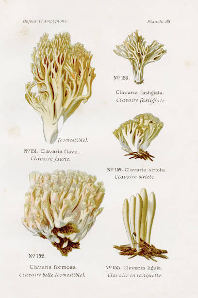 illustrazioni stock, clip art, cartoni animati e icone di tendenza di fungo clarinetto 1891 - coral fungus