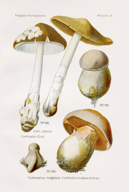 cortinarius 버섯 1891 - 끈적버섯과 일러스트 stock illustrations