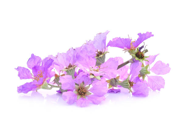 istock purple flower (Lagerstroemia floribunda) isolated on white background 680858378
