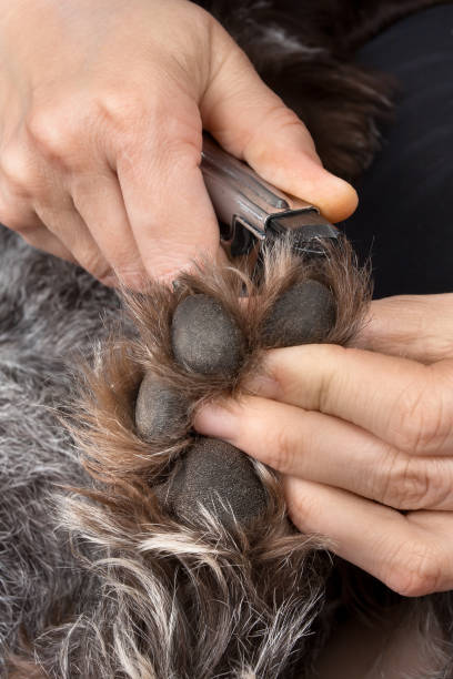 istock hands trimming claws of dog 680858772