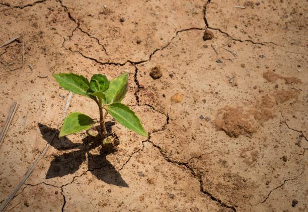 istock New Life  On Dry And Cracked Ground 680863484