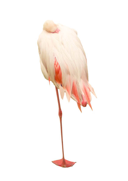 A sleeping flamingo bird on an isolated white background.