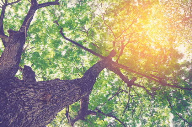 istock Forest with sunlight. The sun rays through branches of trees 680866168