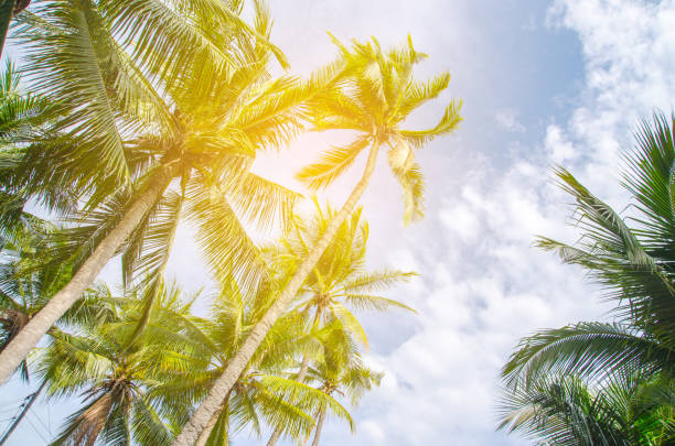 istock Palm trees against blue sky Palm tree at tropical coast vintage toned and stylized coconut tree 680866198