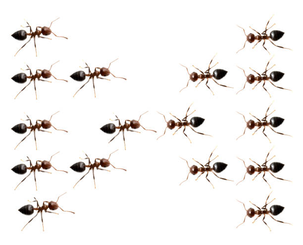 istock military detachment of ants on a white background 680866900