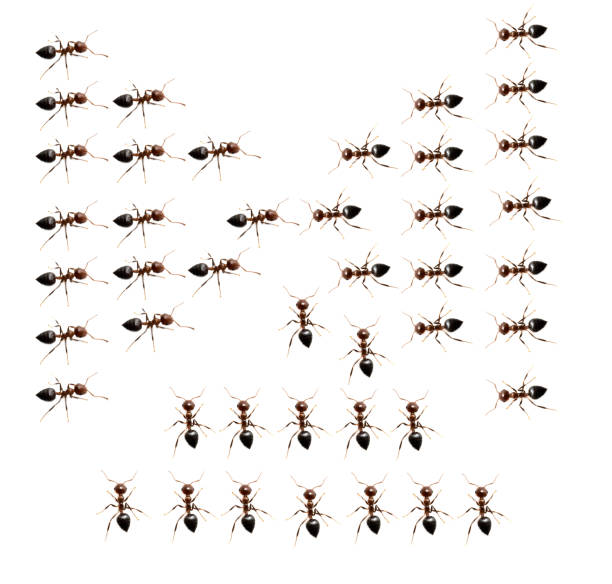istock military detachment of ants on a white background 680867054