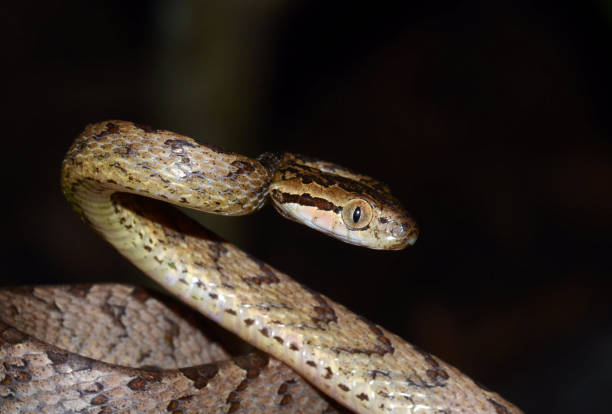 istock Sri Lankan cat snake 680867136
