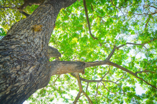 istock giant Tree green fresh nature in park landscape background 680874644