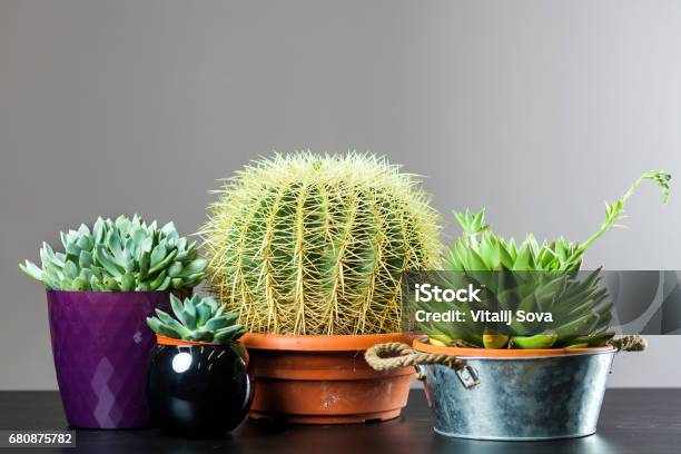 Different Cactus In Pots Stock Photo - Download Image Now - Backgrounds, Beauty, Cactus