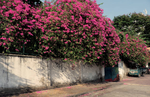 istock bougainvillea flowers trellis 680875964