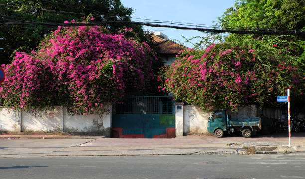 istock bougainvillea flowers trellis 680878174
