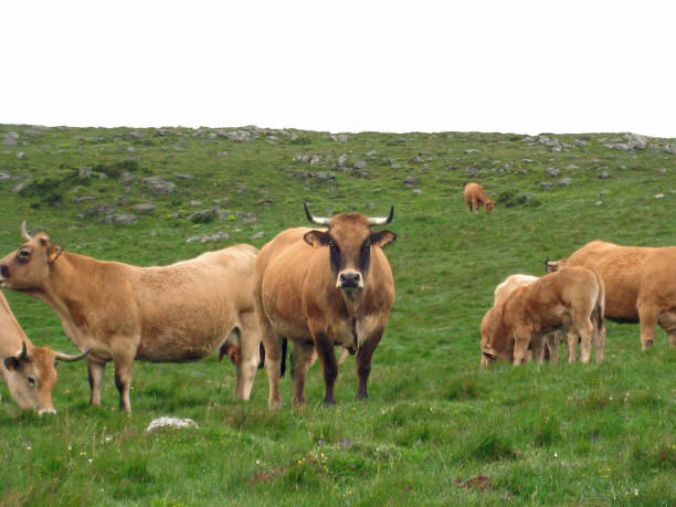istock Brown cows on the green grass 680878414