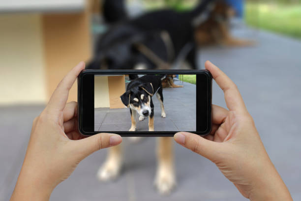 istock Hand holding smart phone take a photo at Thai dogs 680879098