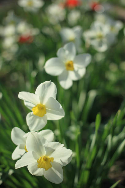 istock White daffodils among green leaves on a sunny day 680880418