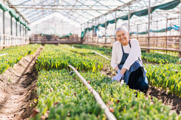 istock Senior entrepreneur in a greenhouse 680881760