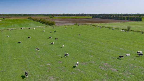 istock Domestic cattles grazing 680881948