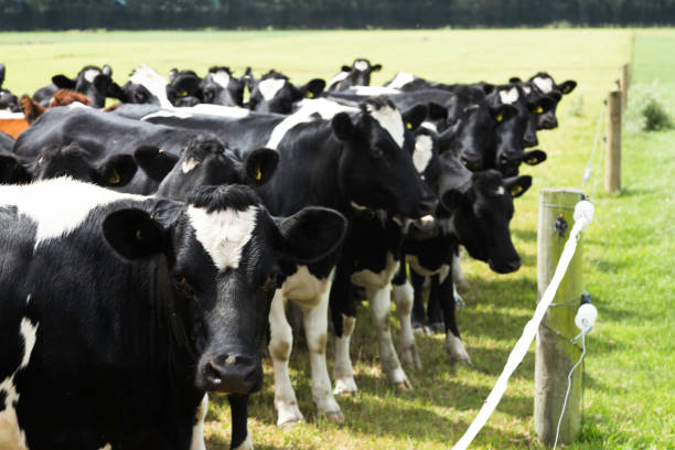 istock cow on pasture in sunny day 680883138