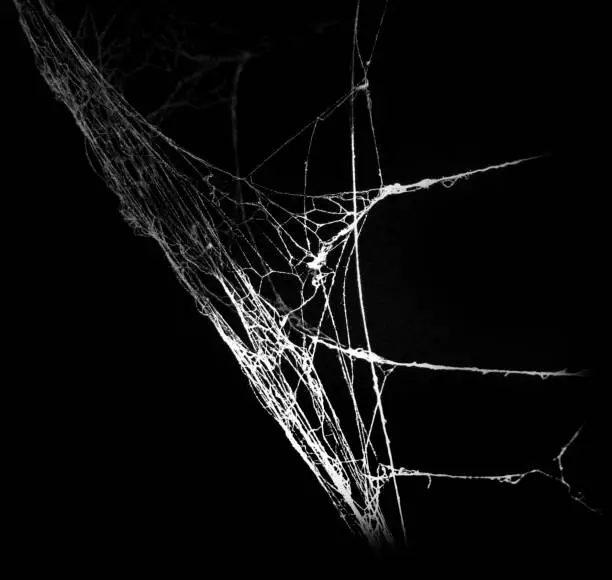 Photo of Spider web