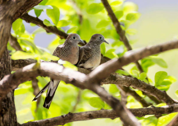 istock Couple dove bird on tree branch 680889082