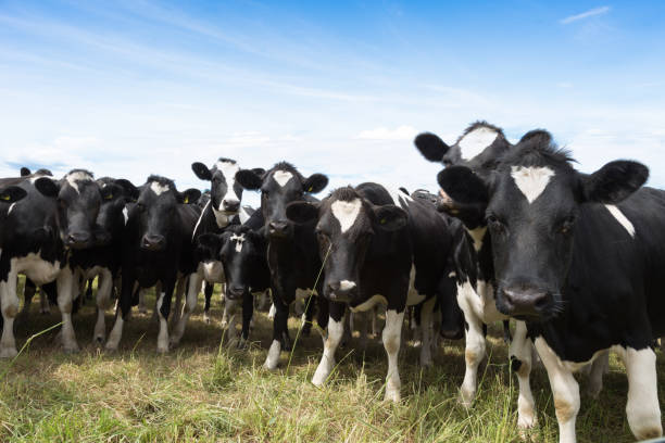 istock cow on pasture in sunny day 680889858