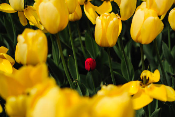 istock Red tulip in middle of yellow tulips 680890136