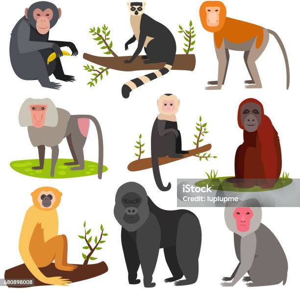 Dessin Animé Différents Singe Race Personnage Animal Zoo Sauvage Singe Chimpanzé Illustration Vectorielle Vecteurs libres de droits et plus d'images vectorielles de Capucin