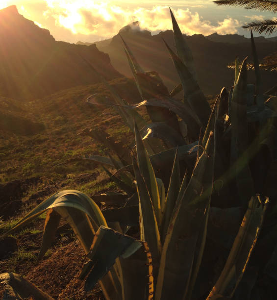 Sun set, teide national park, tenerife