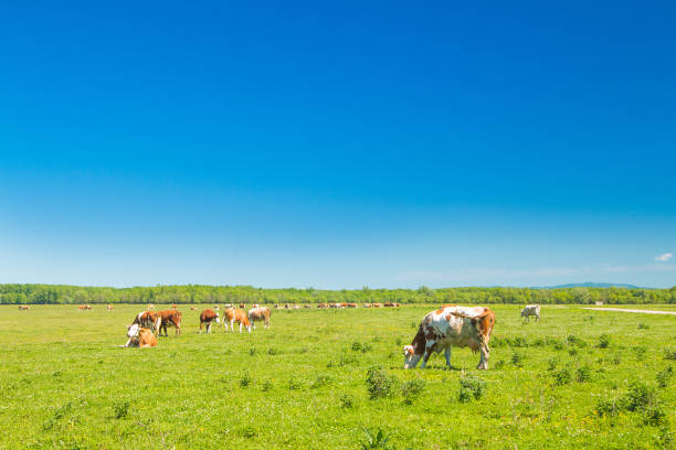 istock Cows in nature park Lonjsko polje, Croatia 680906634