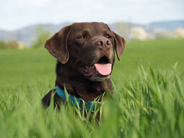 istock labrador retriever dog lying in the grass 680910908