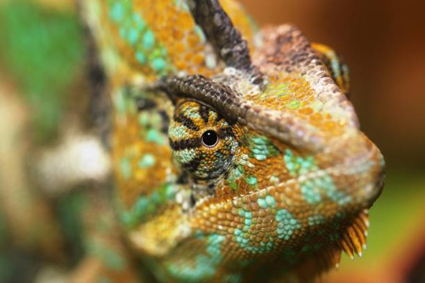 istock veiled chameleon, Chamaeleo calyptratus 680911152